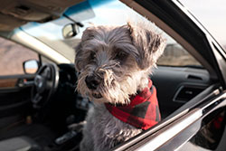 איך להסיע את הכלב ברכב בלי ללכלך את המושבים